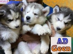 used Blue Eyes Huskies Available Here for sale 